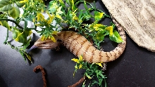 Skink #3