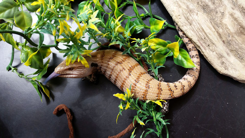 Skink #3