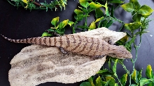 Skink #4