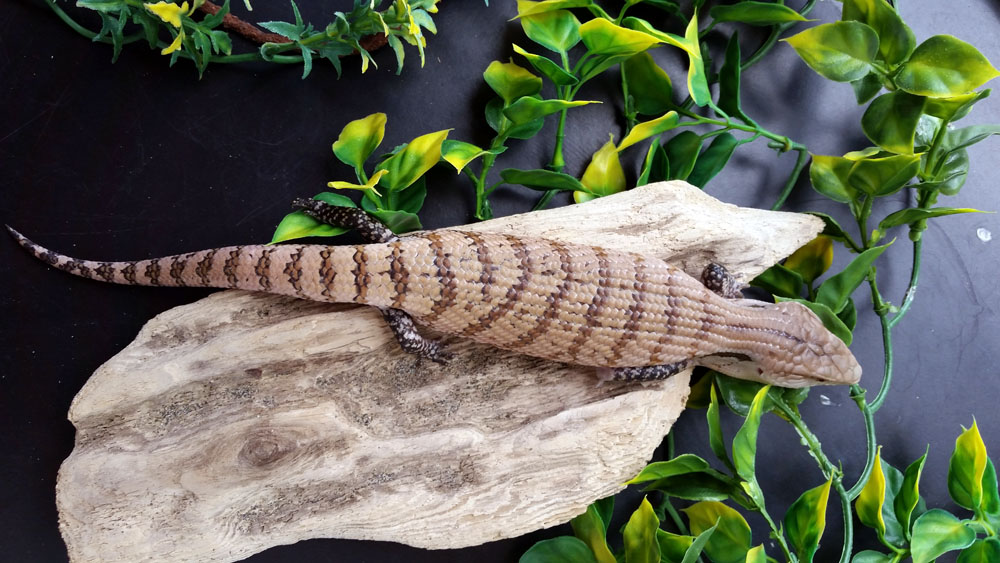 Skink #4