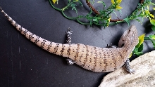 Skink #5