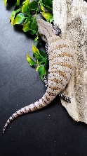 Skink #6