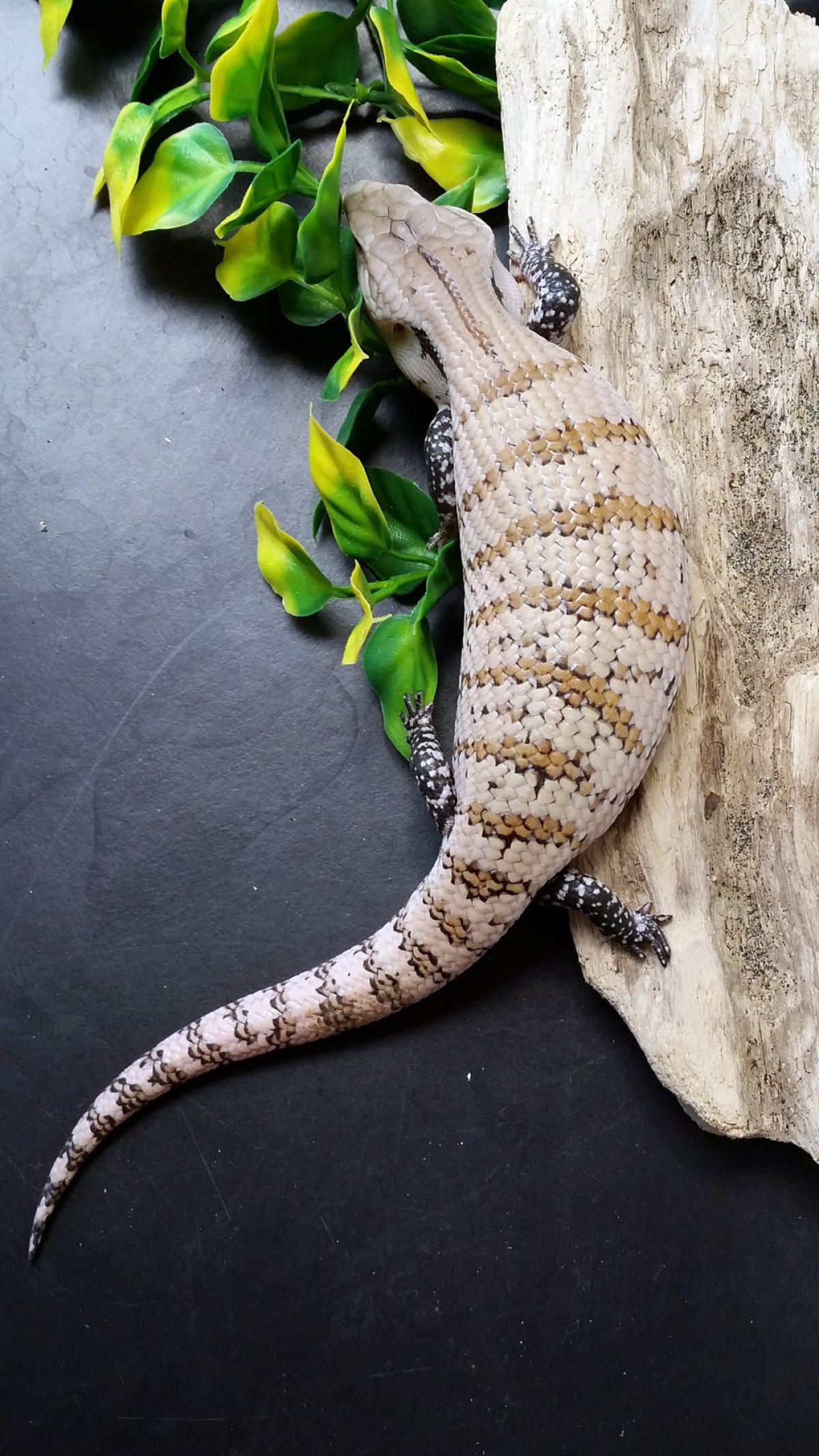 Skink #6