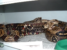 Pucallpa's breeding
