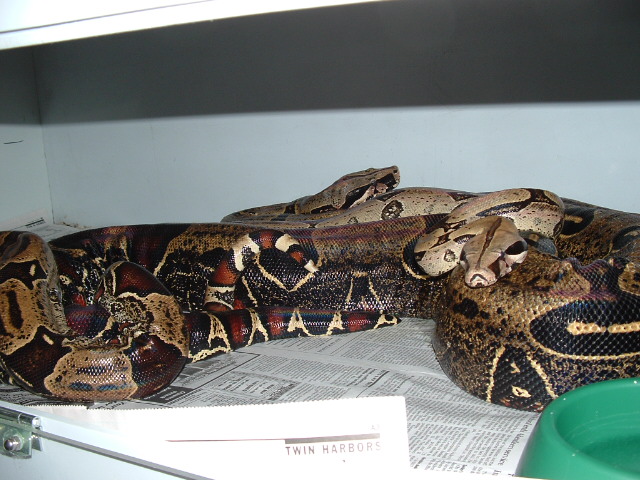 Pucallpa's breeding