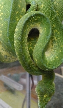 Fiona