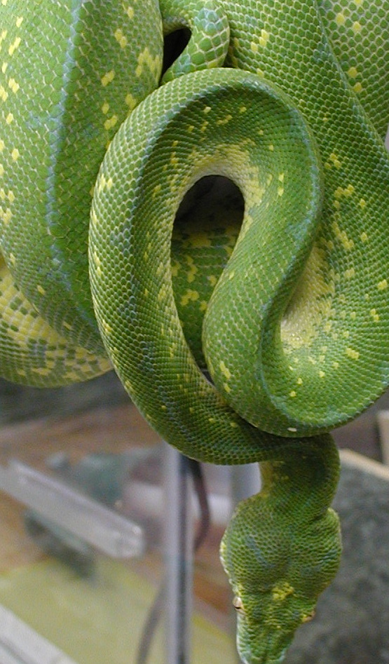 Fiona