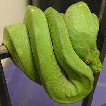 04017 SxB Male