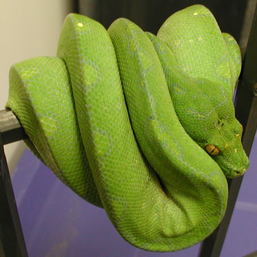04017 SxB Male