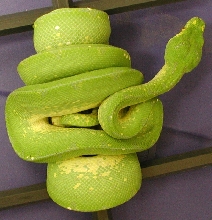 04020 SxB Male