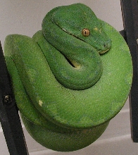 04025 SxB Male