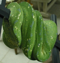 back view of 05001 Ol YellerxAna