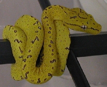06017 High Yellow Project
