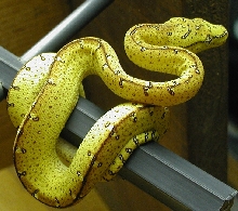 06019 High Yellow Pairing