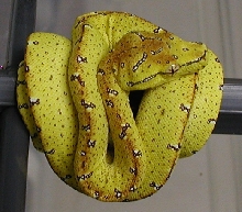 06028 High Yellow Project