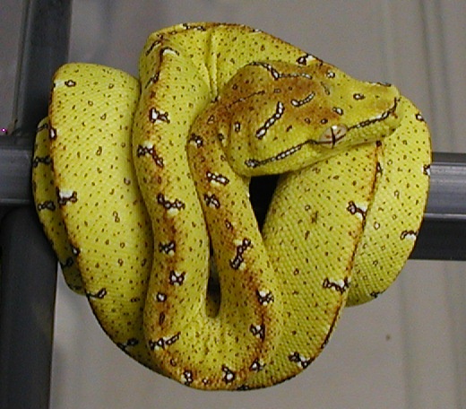 06028 High Yellow Project