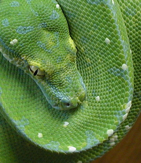 HY 02 male