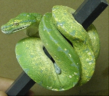 HY Male 02 hatch