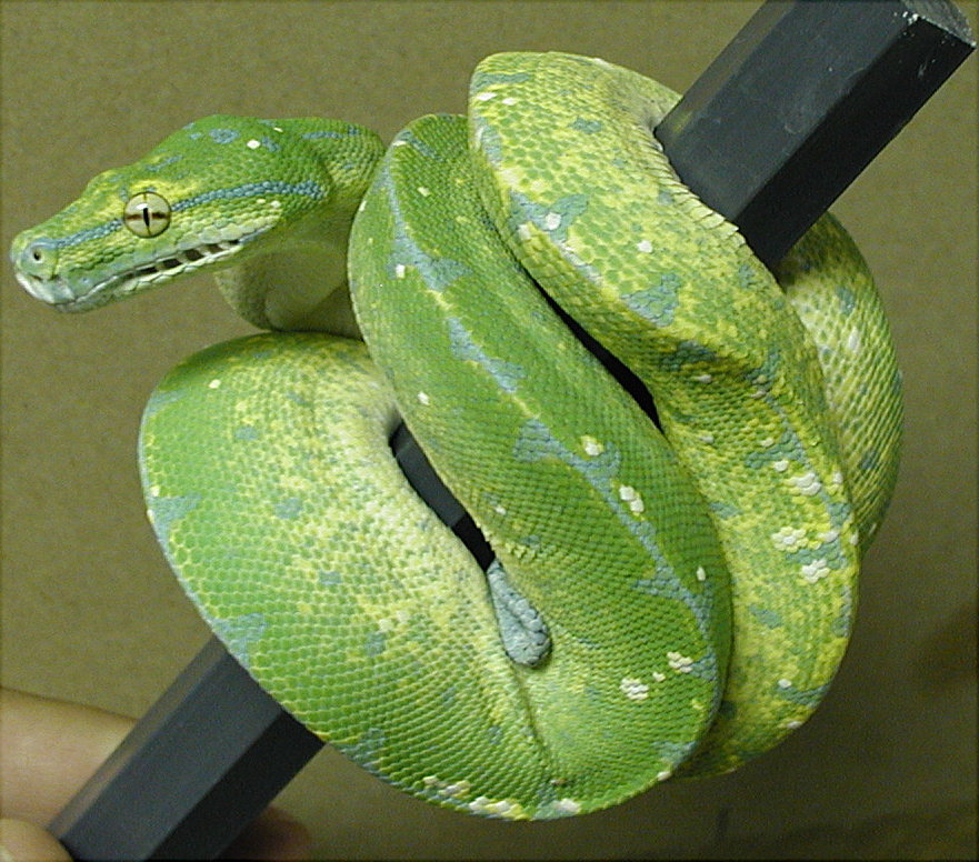HY Male 02 hatch