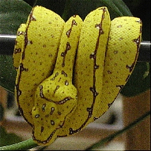 EA0311Vi