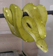 Opal High Yellow Mustard female