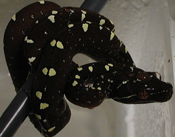 EA06001Vi