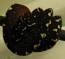 EA06005Vi