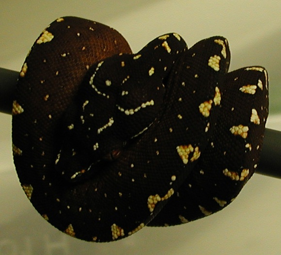 EA06005Vi