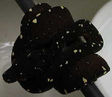 EA06006Vi