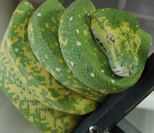 HY 02 female