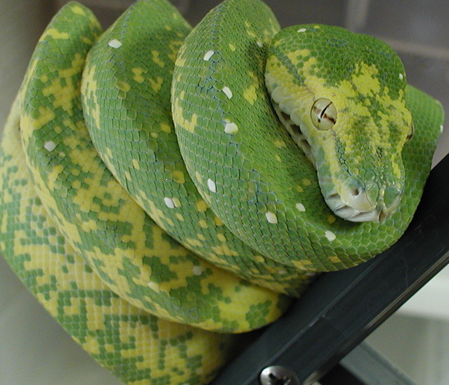 HY 02 female