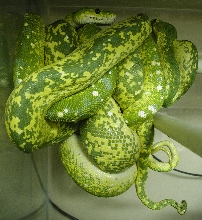 Jewel X Ol Yeller
