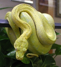 bring on the yellow