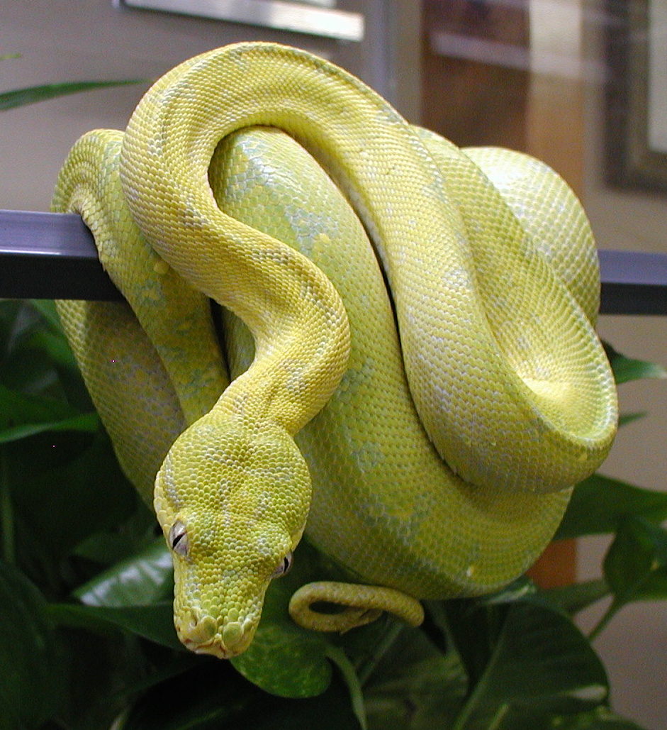 bring on the yellow