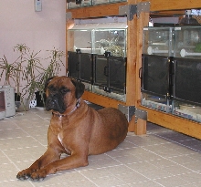 Samson on guard