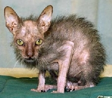 sparse fur