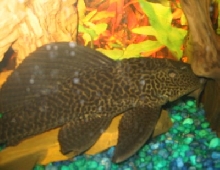 Pleco
