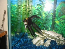 Angelfish