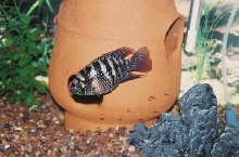 Blue acaras