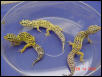 Group of leopards