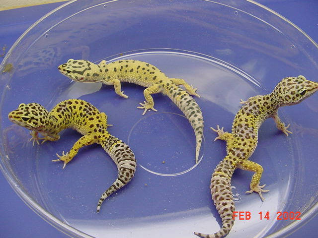 Group of leopards