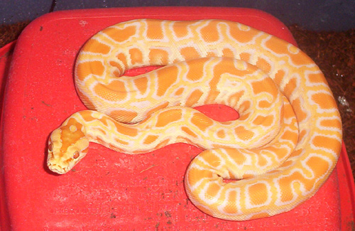Albino Burm
