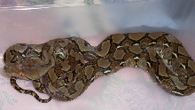 Retic