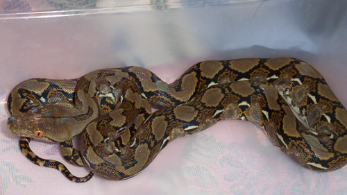 Retic