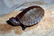 Hybrid, hatchling