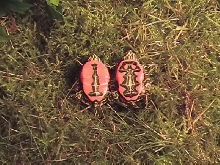 Western Paint Hatchlings
