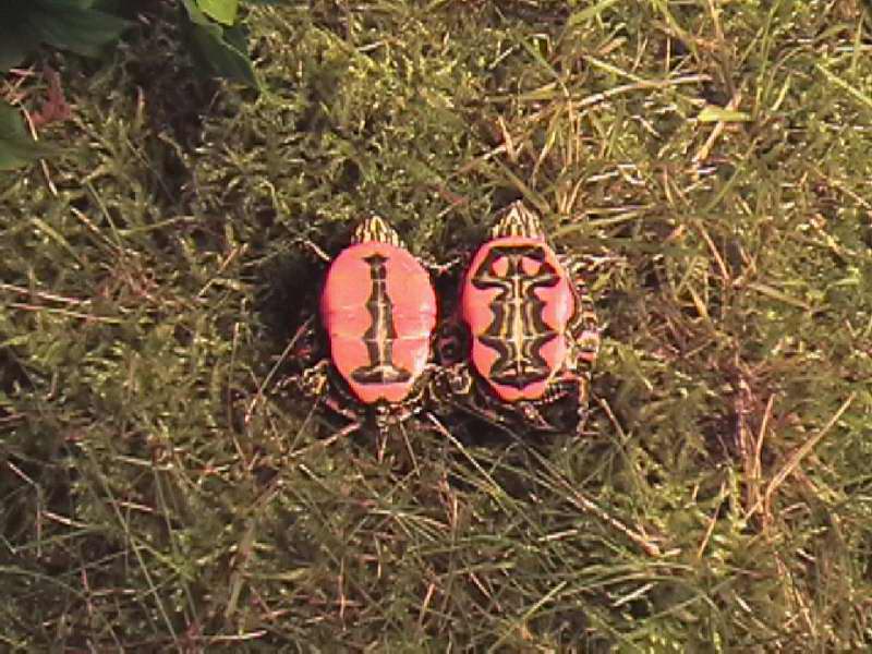 Western Paint Hatchlings