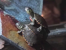 Western Paint Hatchlings