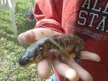 what am i?