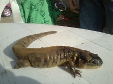 what type of salamander is this?